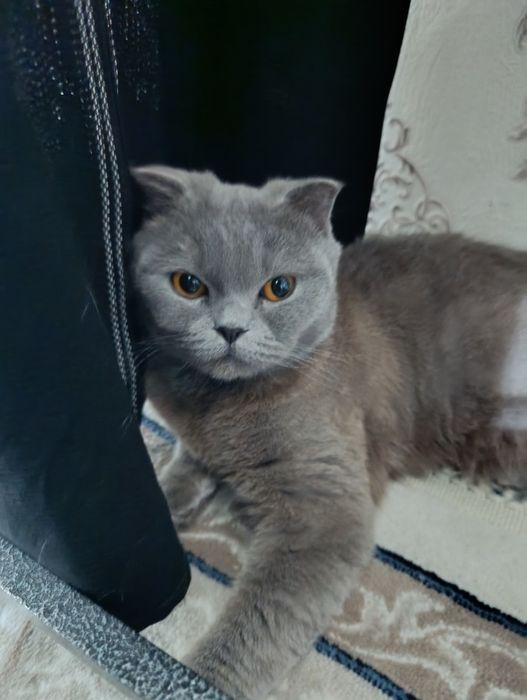 Scotiw FOLD rangi seri (Киз )