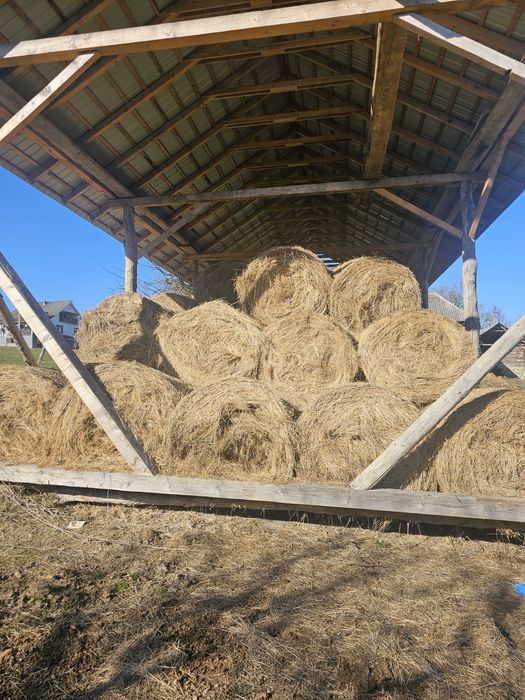 Vând baloti fan foarte bun 120x120