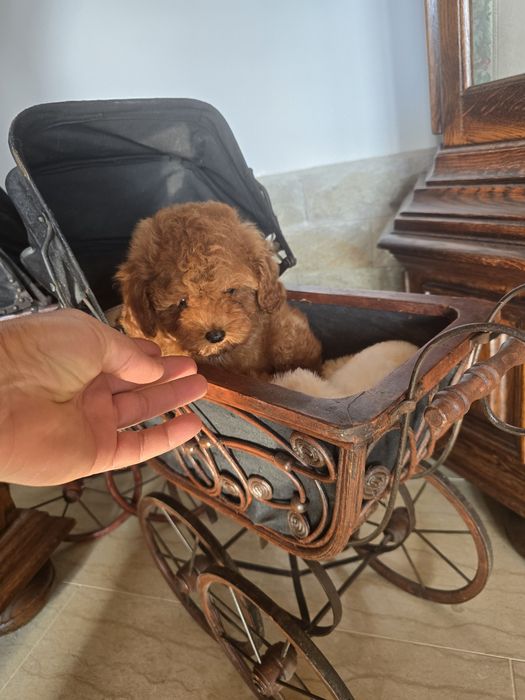 Той Пудел момче Той Пудел