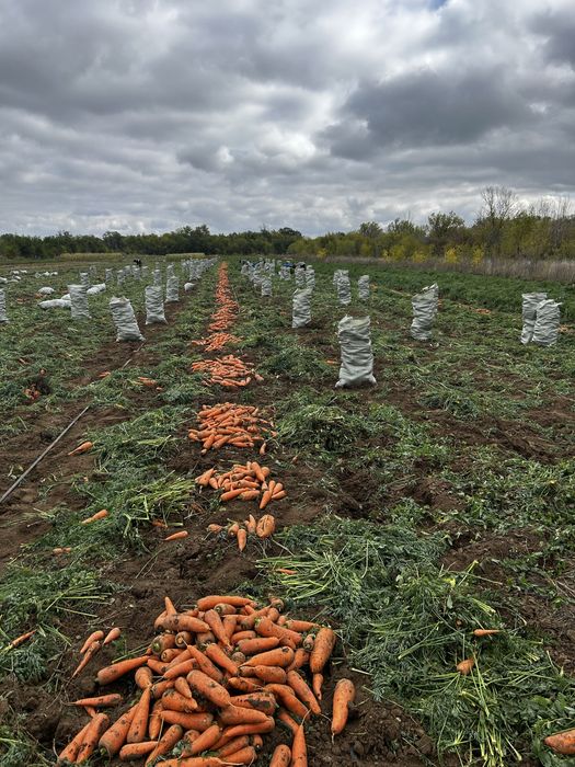 Морковь свежая.