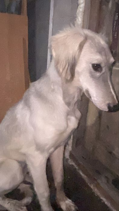 Пропал тазы верните