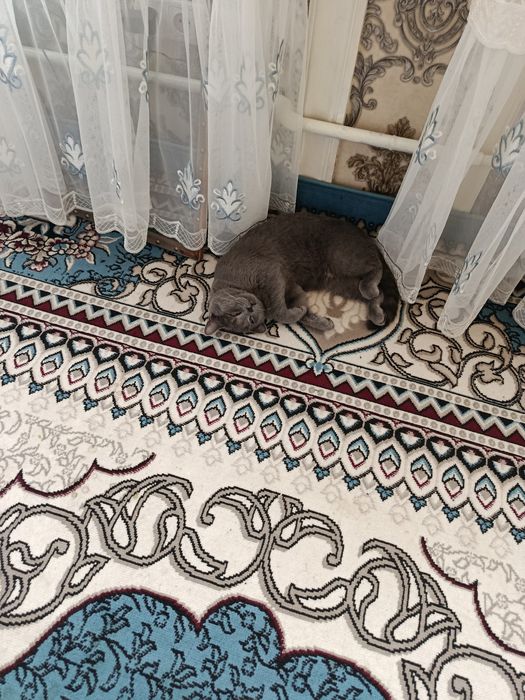 Продается  Британский  скот короткошёрстный кот.добрый и игривый