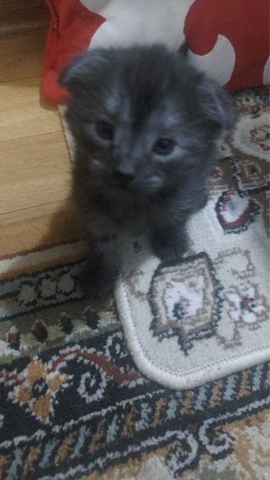 Шотландская вислоухая