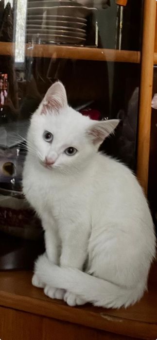 Котенок 3 мес. Гладкошерстый.