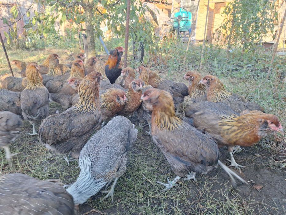 Araucana gaini 2026