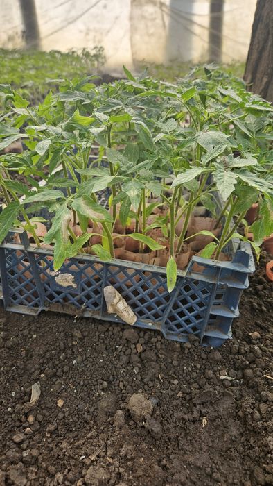 Răsaduri de legume, roșii, ardei, altele