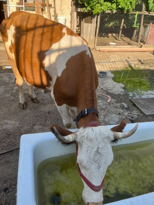 Vacă cu vitel de vanzare.