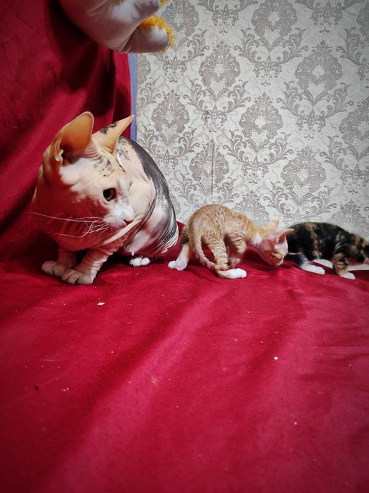 Продам котят донских сфинксов