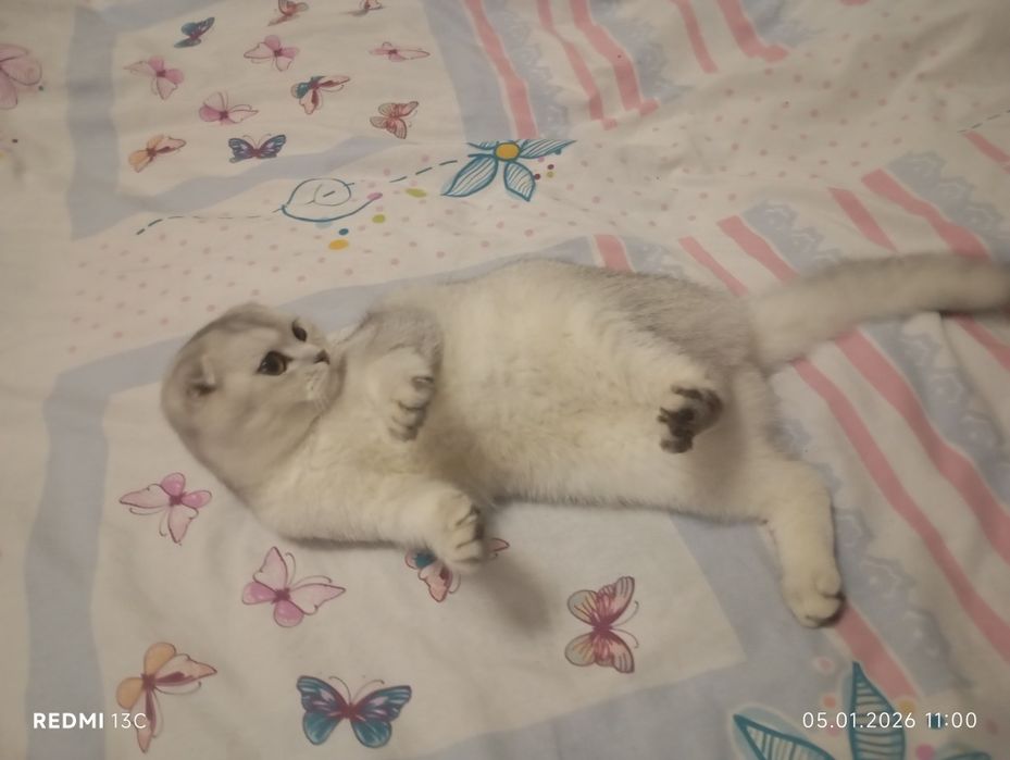 Зотли мушук. Породистая кошка