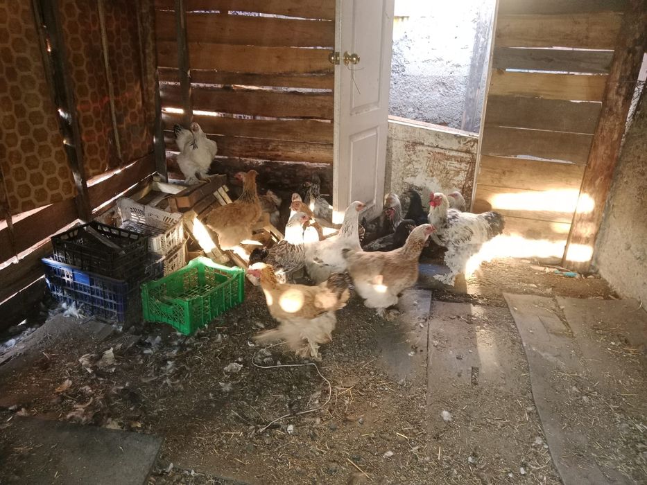 Продам курей брамы