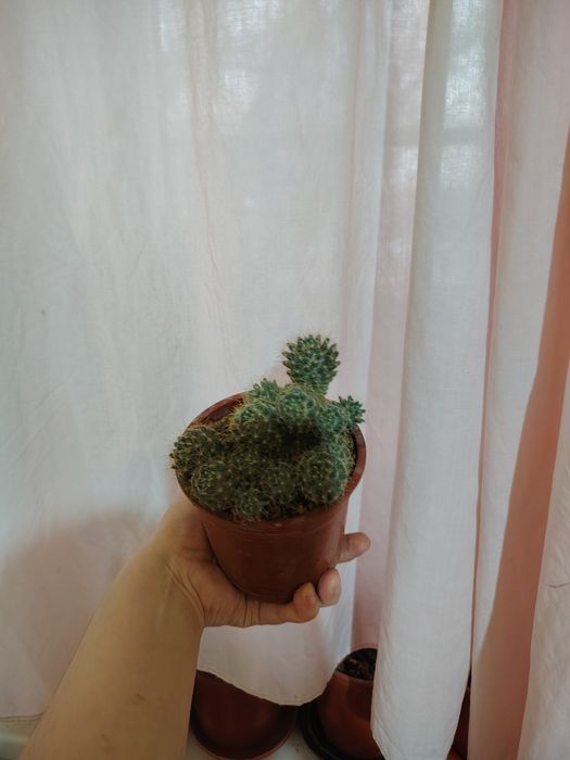 Тувакда гуллар, цветы в гаршке