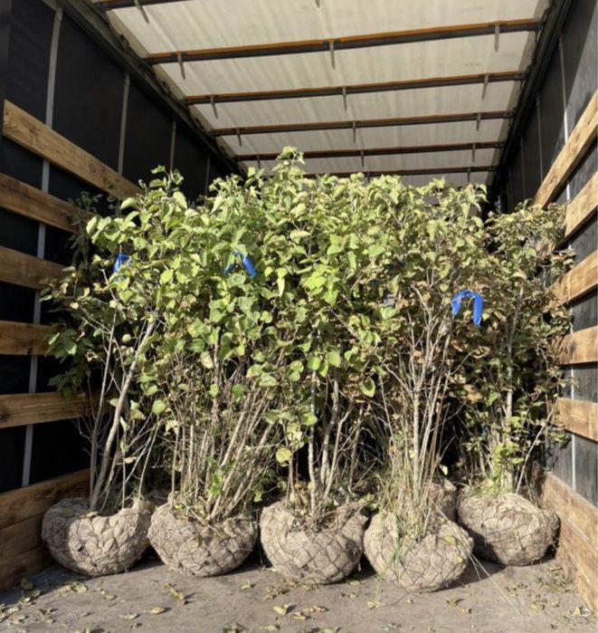 Липа,ива,тополь,сосна,ель,рябина,карагч,клен