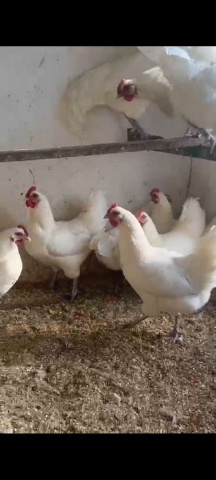 Автролорп жұмыртқасы