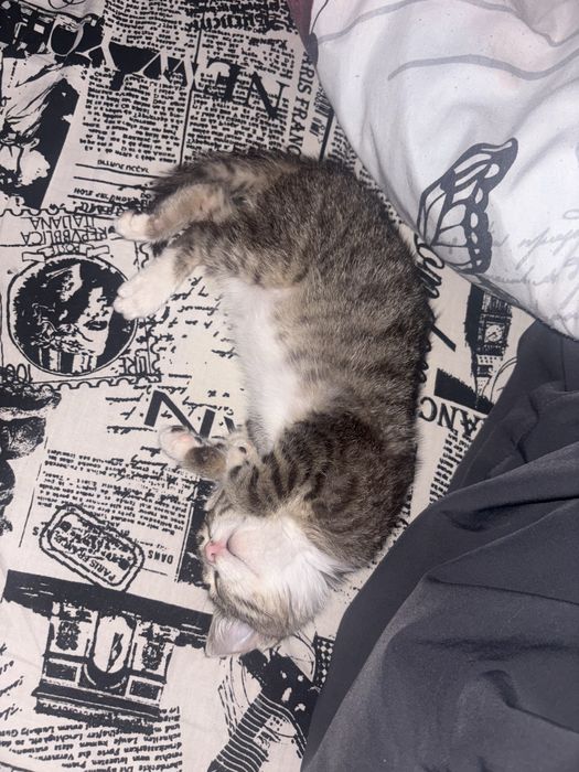 котенок в добрые руки