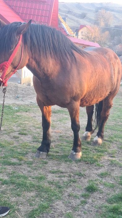 Vând iapa de 5 ani gestanta