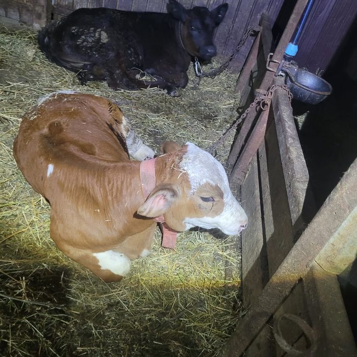 Taurași de vânzare