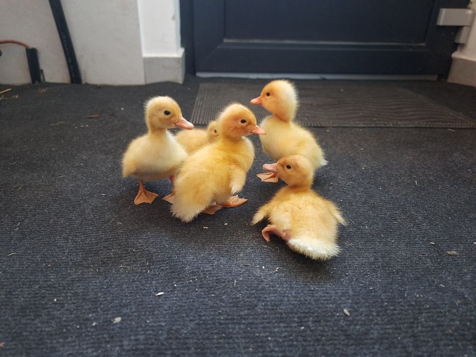 Boboci Rate Pekin