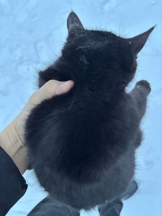 Отдам Даром котенок