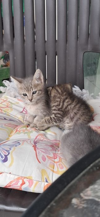 Малки котенца здрави и добри