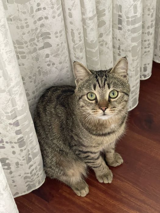Кот ищет своего человека!