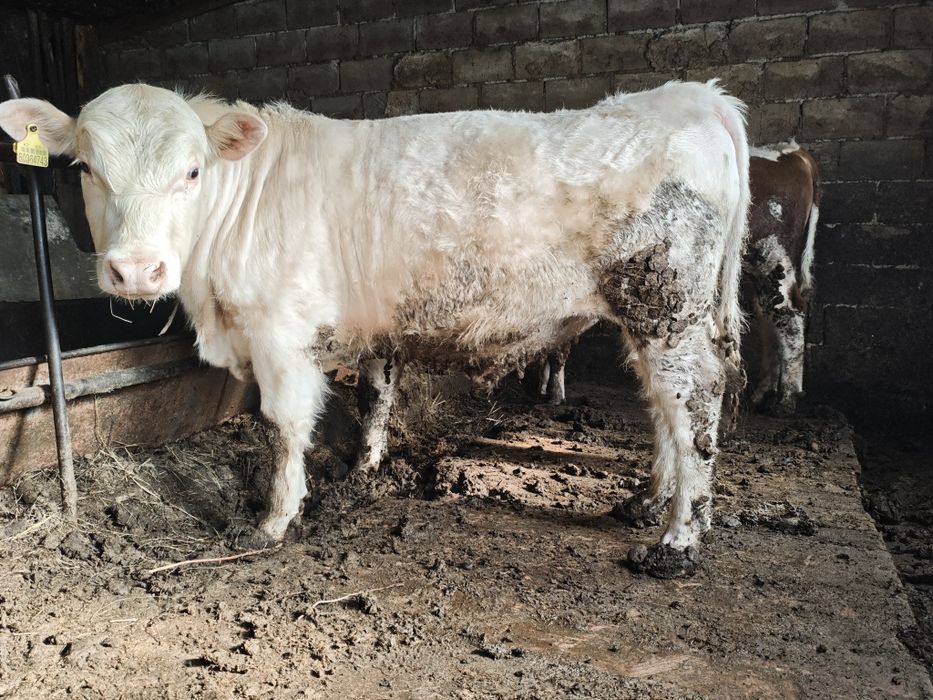 Аулиеколь бык производитель