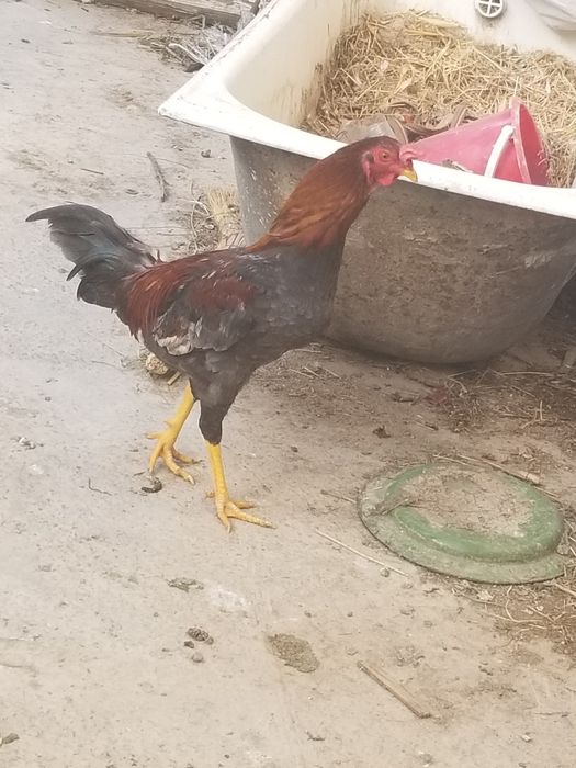 Xoroz sotiladi dakan juja