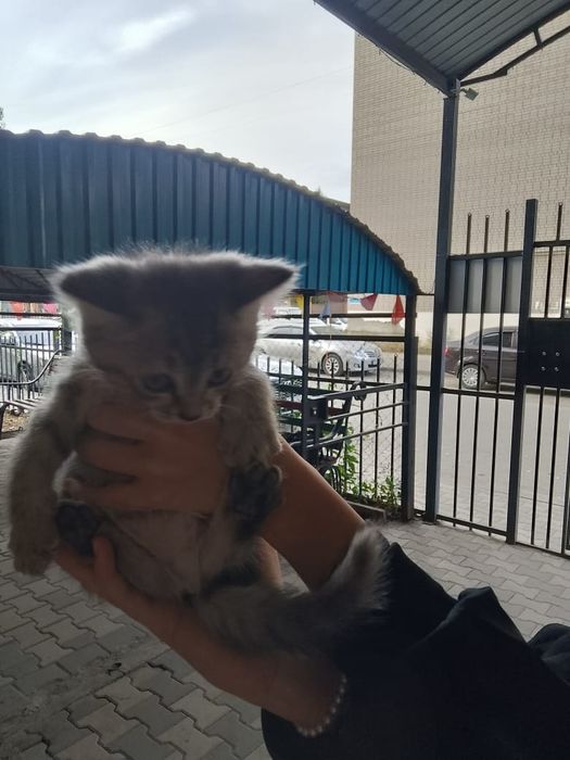 Отдам КОТЯТ в добрые руки!