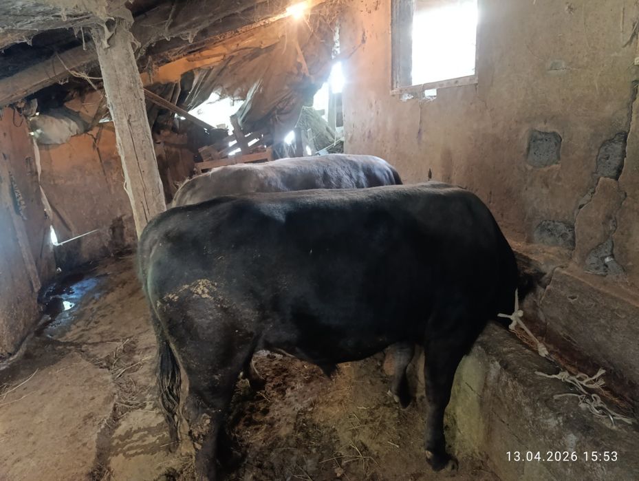 Продам двух хороших быков