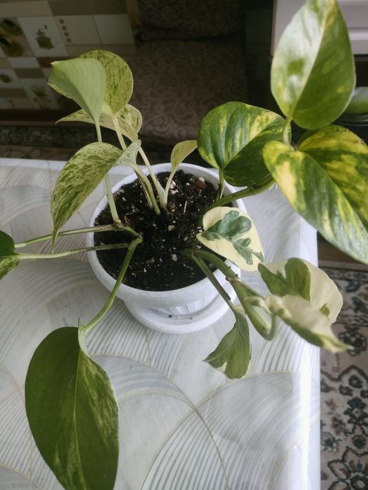 Эпипремнум микс продам