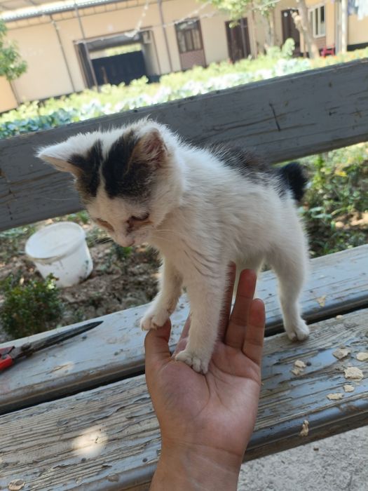 Dumi yoʻq tugʻilgan mushuk aka ukalarini dumi bor
