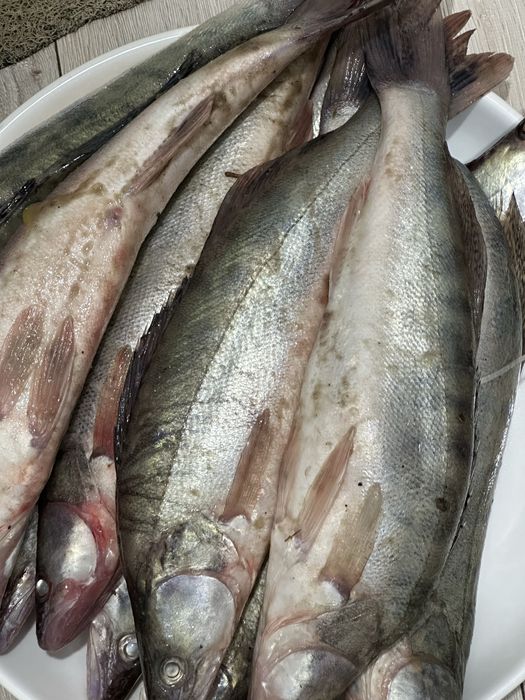 Свежая рыба судак