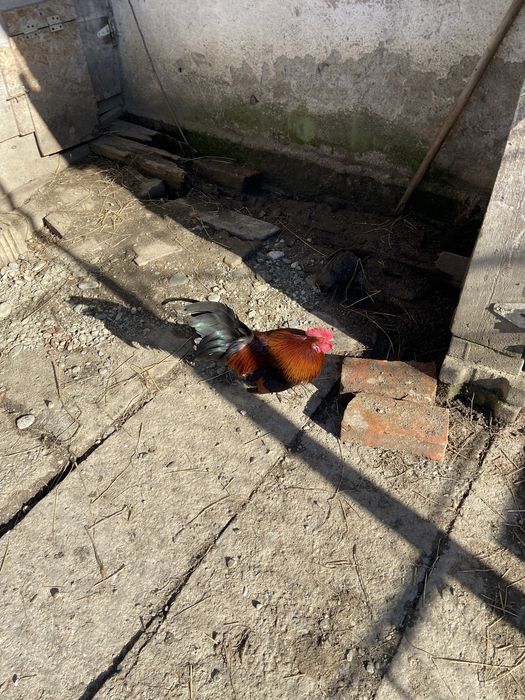 Vand cocos italian pitic