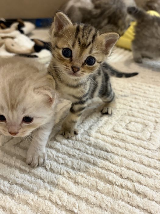 котенок бенгальский