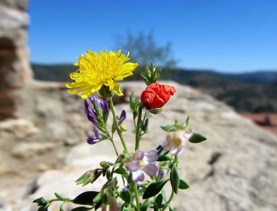 Фотоапарат Canon с обектив 28-336 мм (екв. 35 мм) и стабилизация