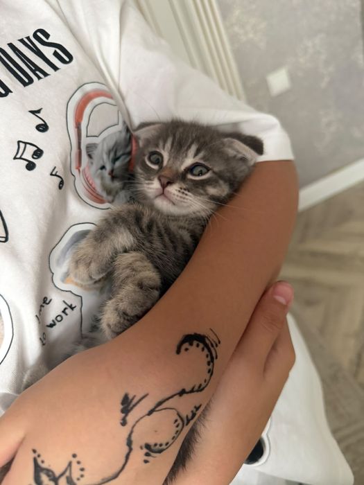 Шотландский вислоухий котенок