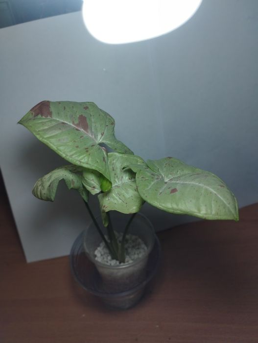 Продам комнатные растения