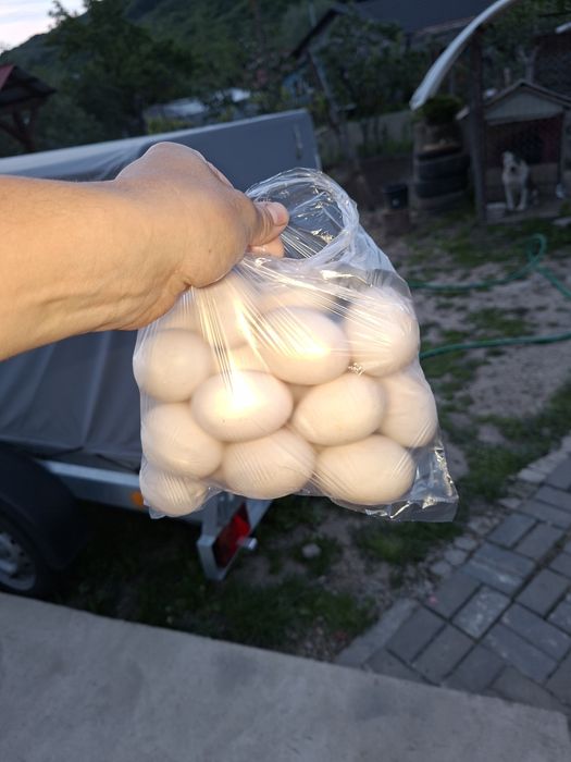 Rațe  bune de ouă