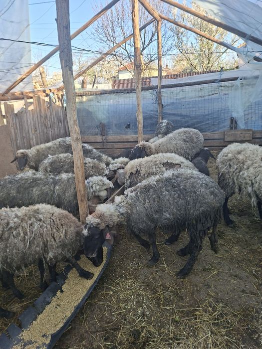 Vand OI carabase tinere fără miei