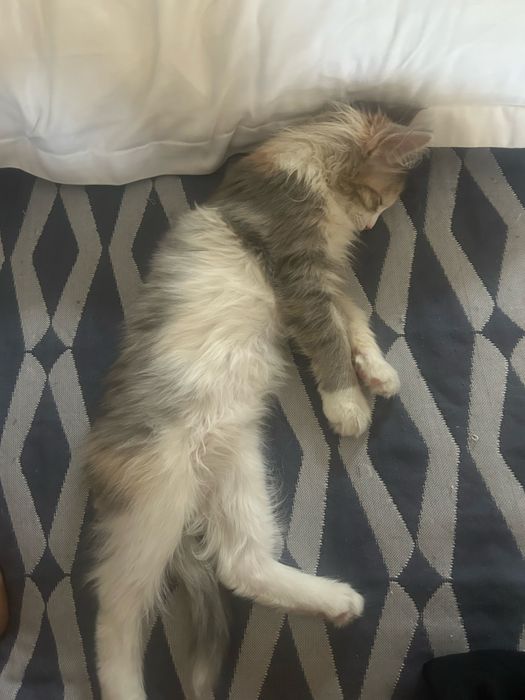 отдам котенка в добрые руки