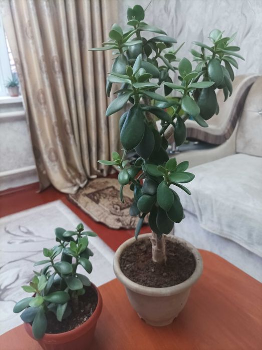 Комнатные растения