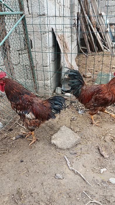 Корея Хан ҳеяп хўрозлар