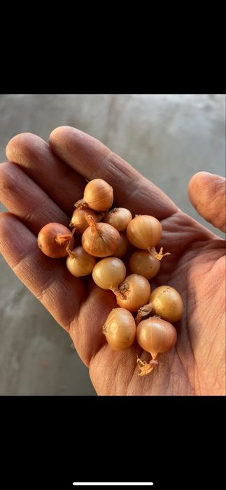 Арпаджик сорт Мелник,Щутгард,Ред Кармен