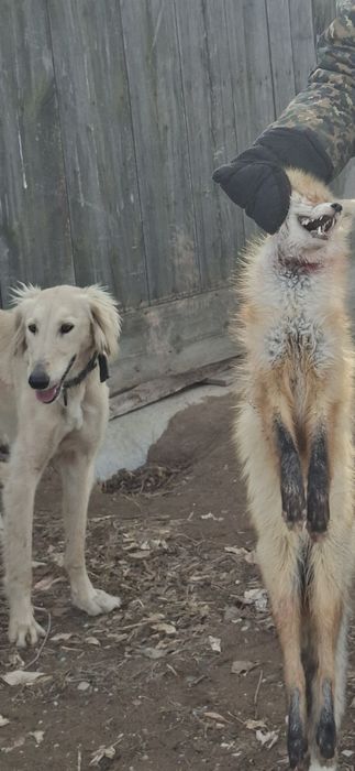 Рабочий тазы сатылады