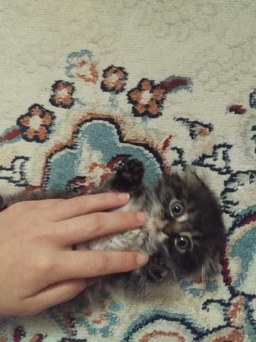 Веслоухий котик полтора месяца