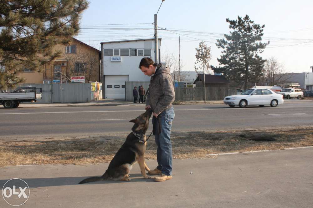 Dresaj Bucuresti (instructor atestat)