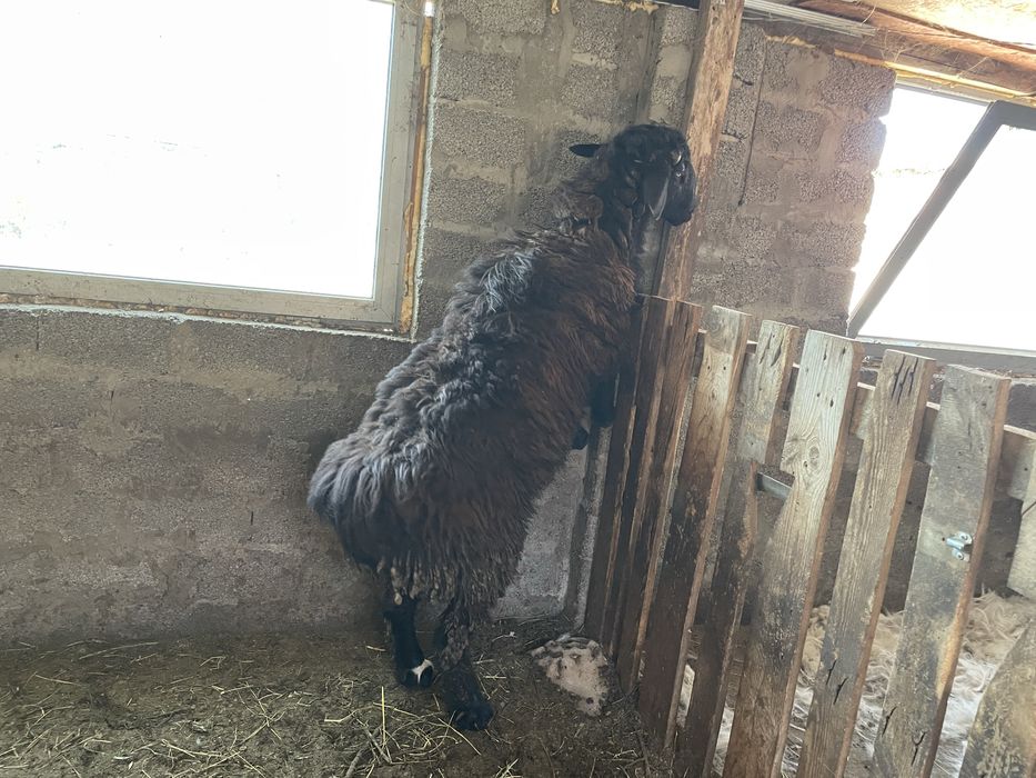 Кошкар сатылады семыз