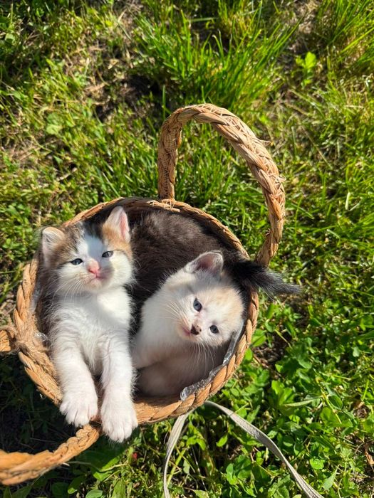 Отдам котят прекрасных малышей