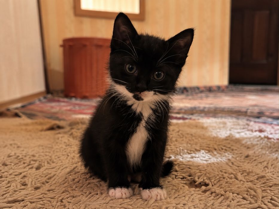 Очень милый котенок мальчик 1,5 месяца