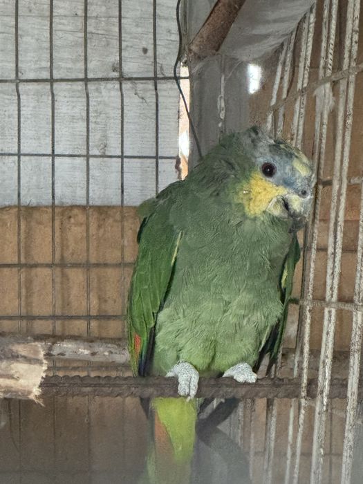 Vand papagal amazonian