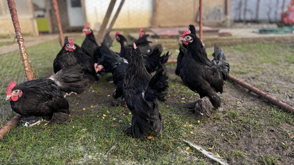 Pitice rasa de gaini pitica incaltata Mii de flori negru